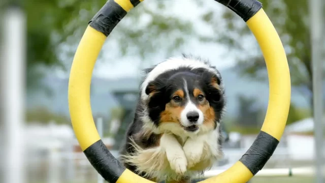 talentdogs