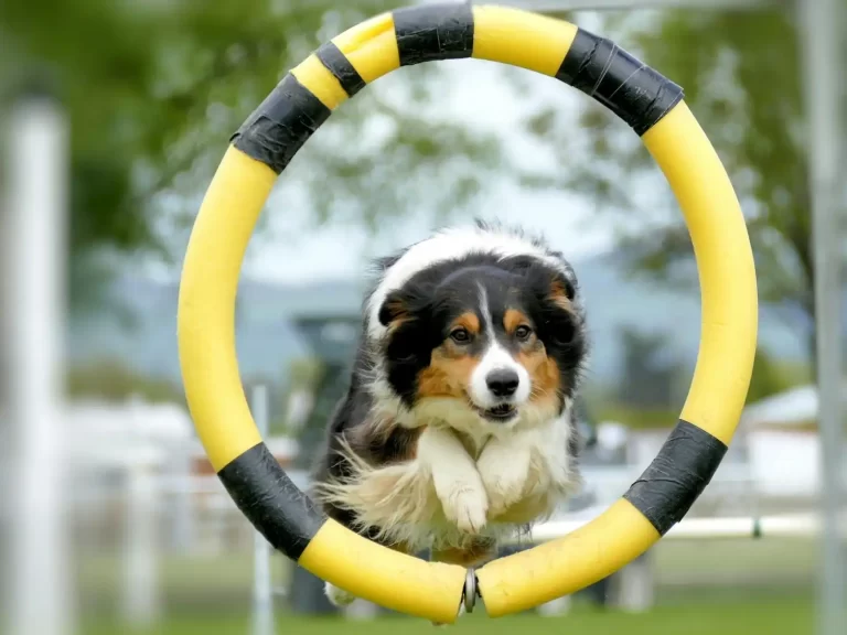 Talent Dogs – Canine Performance & Training