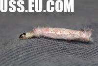 How to Get Rid of Carpet Moths Permanently in Your Cardiff Home