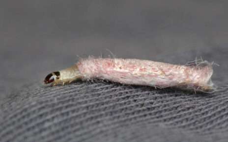 Carpet-Moth