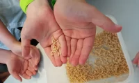 Article 1: How to Get Rid of Maggots: Fast Solutions for Bath Homeowners