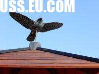 How to Keep Birds Away from Your Property Humanely