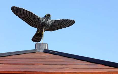 How to Keep Birds Away from Your Property Humanely