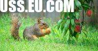 Squirrel Control for Gardens: Managing Wildlife Humane and Safely