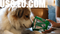 Early Signs of Pneumonia in Dogs Every Owner Should Watch For