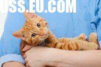 Understanding When to Euthanize a Cat with Terminal Illness
