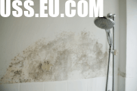 Everything You Need to Know About Mold in Crawl Space