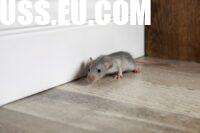 Professional Bed Bug Extermination: Why DIY Always Fails