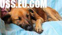 How to Know When to Put Down a Dog Experiencing Seizures