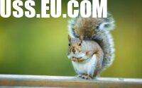 Squirrel Removal: Managing Wildlife in Reading’s Residential Areas