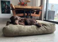 How a Washable Dog Bed Improves Your Dog’s Health and Hygiene?
