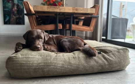 Washable Dog Bed