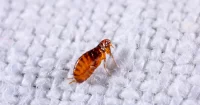 Professional Bed Bug Treatment: Why DIY Always Fails