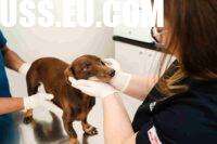 10 Benefits of At Home Vet Services for Anxious Pets and Busy Owners